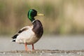 Wilde Eend, Mallard, Anas platyrhynchos