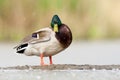 Wilde Eend, Mallard, Anas platyrhynchos Royalty Free Stock Photo