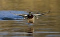 Wilde Eend, Mallard, Anas platyrhynchos Royalty Free Stock Photo