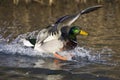 Wilde Eend, Mallard, Anas platyrhynchos Royalty Free Stock Photo