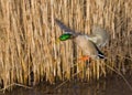 Wilde Eend, Mallard, Anas platyrhynchos Royalty Free Stock Photo