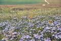 Wilde flowers on meadow