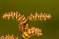 Wilde gagel, Bog-myrtle, Myrica gale