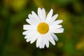 Closeup of Daisy in nature after some raindrops on the leafs