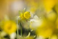 Wilde narcis, Wild Daffodil, Narcissus pseudonarcissus Royalty Free Stock Photo