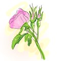 Wilde rose