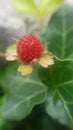 Wilde, selvatic strawberry macro closeup Royalty Free Stock Photo