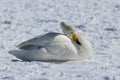 Wilde Zwaan, Whooper Swan, Cygnus cygnus Royalty Free Stock Photo