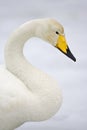 Wilde zwaan, Whooper Swan, Cygnus cygnus Royalty Free Stock Photo