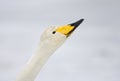 Wilde zwaan, Whooper Swan, Cygnus cygnus Royalty Free Stock Photo