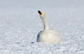 Wilde Zwaan, Whooper Swan, Cygnus cygnus Royalty Free Stock Photo