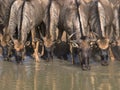 Wildebeast drinking at waterhole Royalty Free Stock Photo