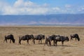 Wildebeast herd in the stunning landscape of the Ngorongoro Crater of Tanzania. Royalty Free Stock Photo