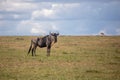 Wildebeast in Masai mara Royalty Free Stock Photo