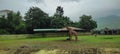 giraffe in the zoo of statue of Unity in Gujarat