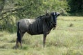 Wildebeest