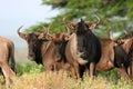 Wildebeest