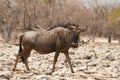 Wildebeest