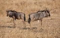 Wildebeest Royalty Free Stock Photo
