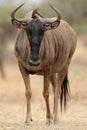 Wildebeest