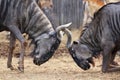 Wildebeest