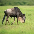 Wildebeest