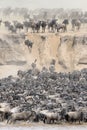 Wildebeest