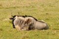 Wildebeest Royalty Free Stock Photo
