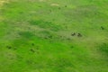 Wildebeest in aerial landscape in Okavango delta, Botswana. Lakes and rivers, view from airplane. Green vegetation in South Africa