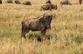 Wildebeest - African antelope