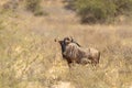 Wildebeest in African bush Royalty Free Stock Photo