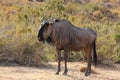 Wildebeest in the African bush Royalty Free Stock Photo