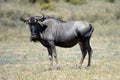 Wildebeest Royalty Free Stock Photo