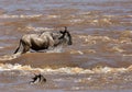 Wildebeest with her calf crossing the Mara river