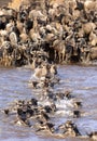 The wildebeest rushing to cross Mara river