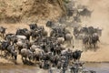 Wildebeest rushing to cross the Mara river