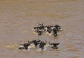 Wildebeests crossing the Mara river Royalty Free Stock Photo