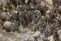Wildebeests crossing Mara river Royalty Free Stock Photo