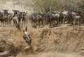 Wildebeests rushing down the escarpment of Mara river Royalty Free Stock Photo
