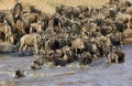 Herd of Wildebeests crossing Mara river Royalty Free Stock Photo