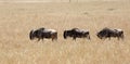 Wildebeest walking in vast savannah grassland, Masai Mara