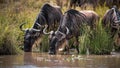 Wildebeest animals drinking water from a river in an open field in Masai Mara, Kenya Royalty Free Stock Photo
