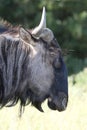 Wildebeest Antelope Royalty Free Stock Photo