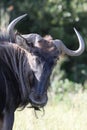 Wildebeest Antelope Royalty Free Stock Photo