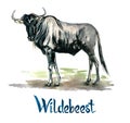 Wildebeest antelope, handpainted watercolor illustration isolated on white Royalty Free Stock Photo