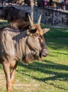 Wildebeest antelope in zoo Royalty Free Stock Photo