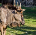 Wildebeest antelope in zoo Royalty Free Stock Photo
