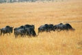 Wildebeest antelopes in the savannah Royalty Free Stock Photo