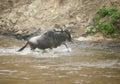 Wildebeest in the River