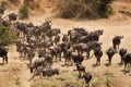 Wildebeest at the banck of Mara river Royalty Free Stock Photo